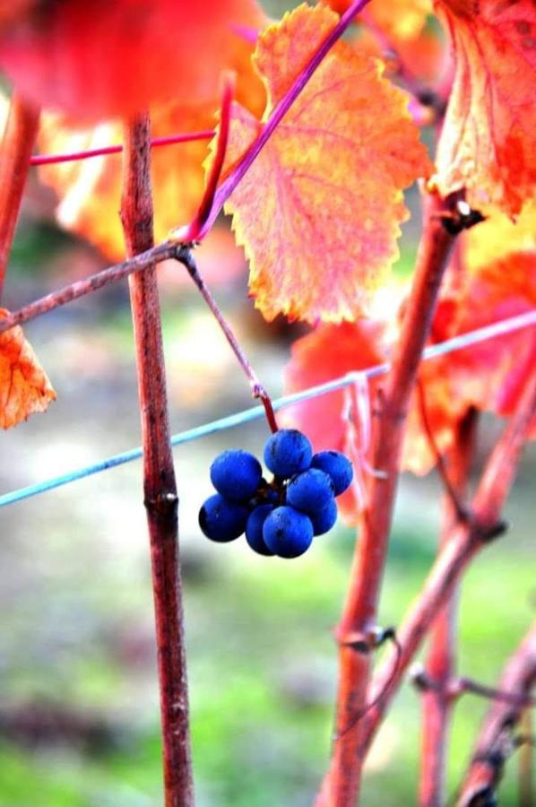 I Quattro Grappoli Bed and Breakfast Neive Εξωτερικό φωτογραφία